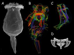 Image of Brachionus manjavacas Fontaneto, Giordani, Melone & Serra 2007