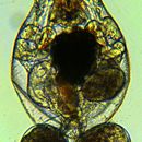 Image of Brachionus manjavacas Fontaneto, Giordani, Melone & Serra 2007