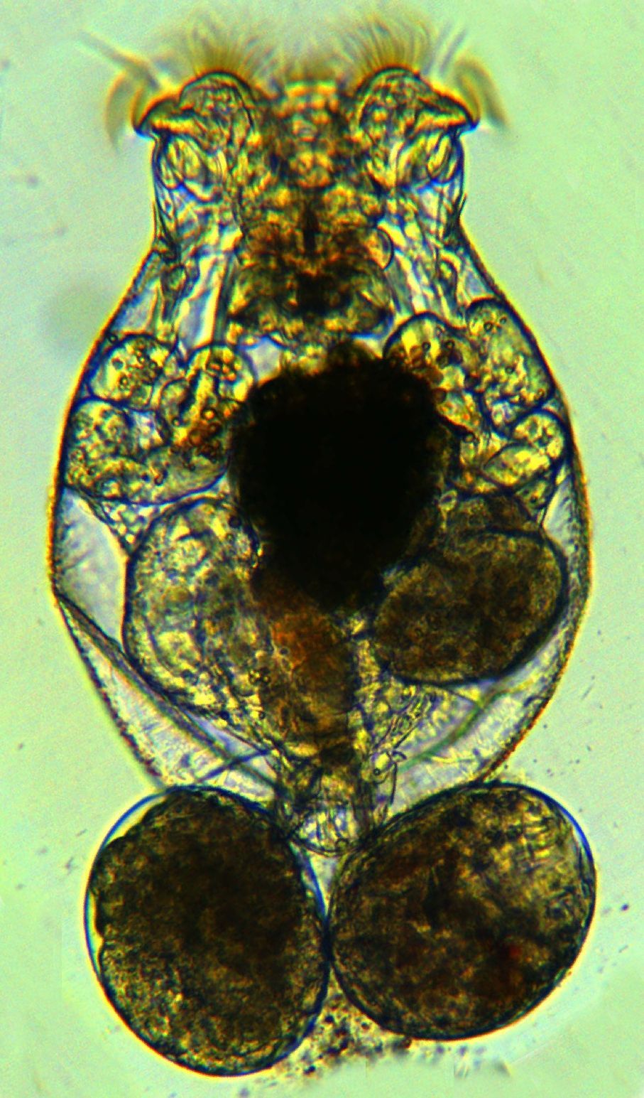 Image de Brachionus manjavacas Fontaneto, Giordani, Melone & Serra 2007