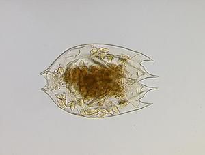 Image of Box-like Rotifer