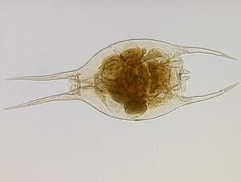 Image of Brachionus diversicornis (Daday 1883)