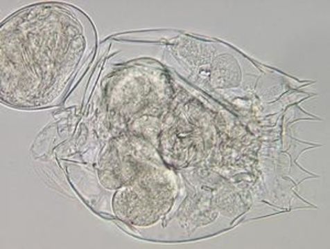 Image de Brachionus rotundiformis Tschugunoff 1921