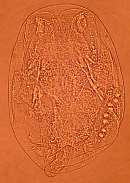 Image of Testudinella clypeata (Müller 1786)