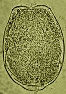 Image of Testudinella obscura Althaus 1957