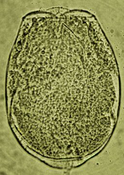 Слика од Testudinella obscura Althaus 1957