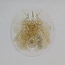 Image of turtle rotifer