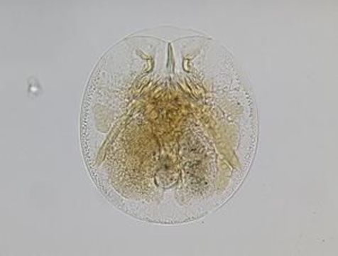 Image of turtle rotifer