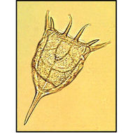 Image of Keratella cochlearis (Gosse 1851)