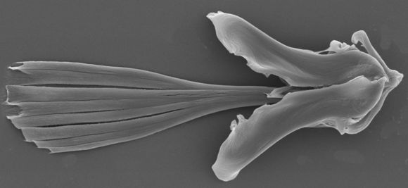 Image of <i>Paraseison kisfaludyi</i> Leasi, Rouse & Sørensen 2011