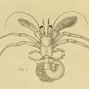 Image of Nematopagurus gardineri Alcock 1905