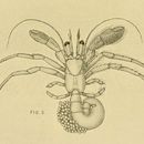 Image de Nematopagurus gardineri Alcock 1905