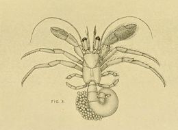 Nematopagurus gardineri Alcock 1905 resmi