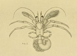 Image de Nematopagurus gardineri Alcock 1905