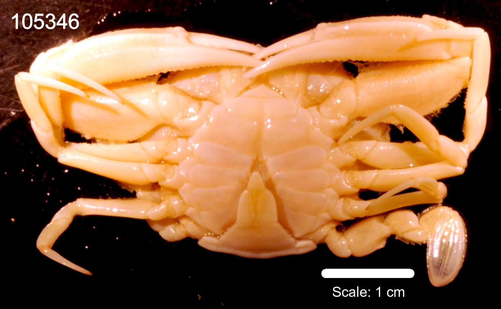 Image of <i>Neptunus granulatus</i>