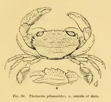 Image of <i>Thalamita pilumnoides</i>