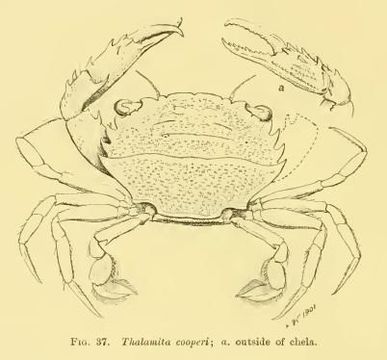 Image de <i>Thalamita cooperi</i>