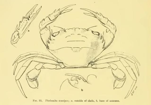 Image of <i>Thalamita tenuipes</i>