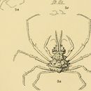Image of Naxioides taurus (Pocock 1890)