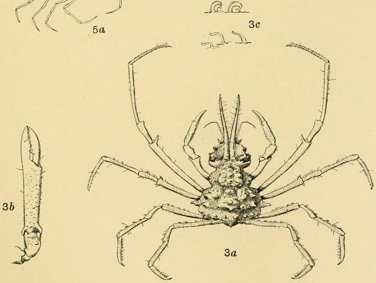 Image of Naxioides taurus (Pocock 1890)