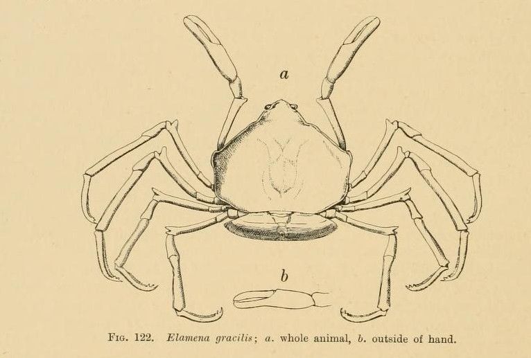 Слика од <i>Elamena gracilis</i>