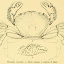 Image of <i>Pilumnus rotundus</i>
