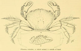 Image of <i>Pilumnus rotundus</i>
