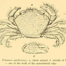 Image of <i>Pilumnus maldivensis</i>