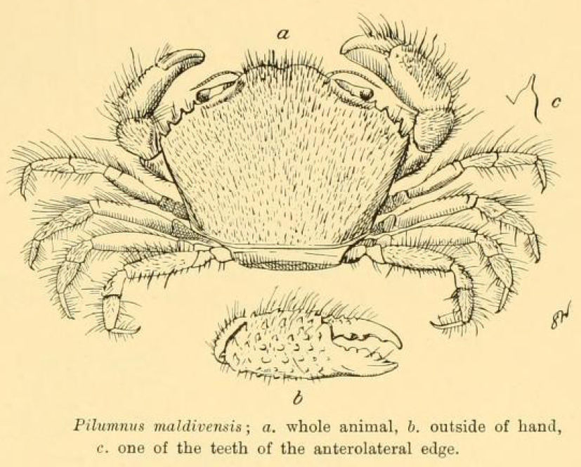Image of <i>Pilumnus maldivensis</i>