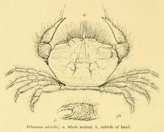 Image de <i>Pilumnus alcocki</i>