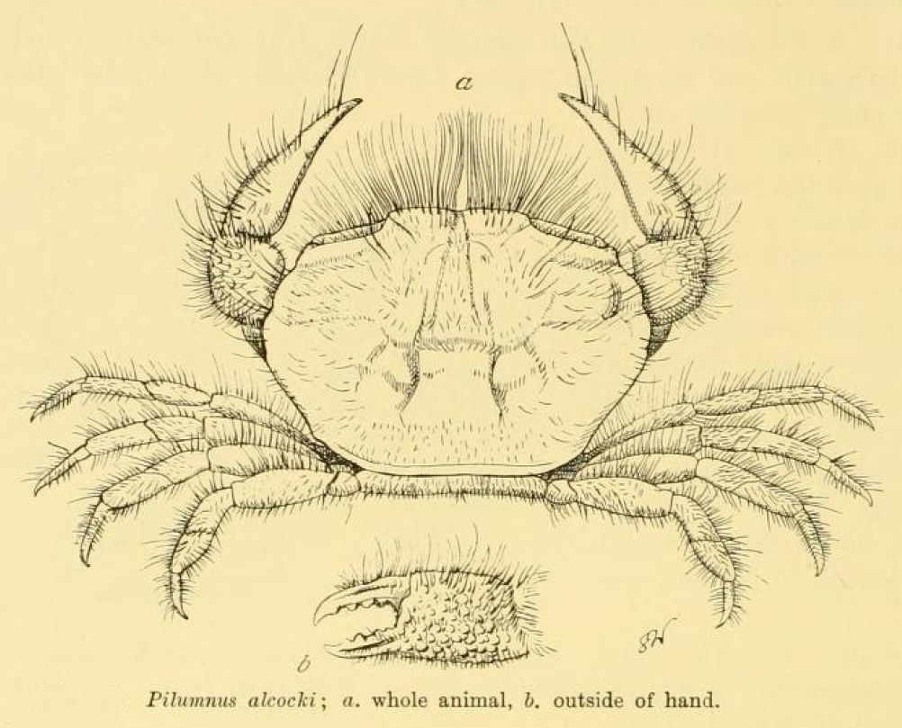 Image of <i>Pilumnus alcocki</i>