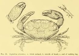 Image of <i>Zozymodes pumilus</i> (Hombron & Jacquinot 1846)