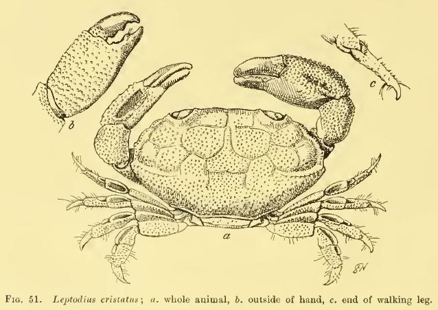 <i>Zozymodes pumilus</i> (Hombron & Jacquinot 1846) resmi