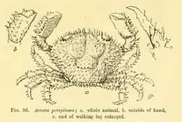 Plancia ëd <i>Actaea perspinosa</i>