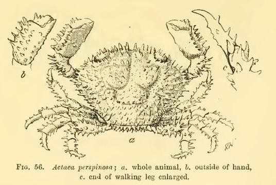 Image of <i>Actaea perspinosa</i>