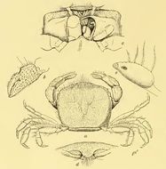 Caecopilumnus hirsutus Borradaile 1902 resmi