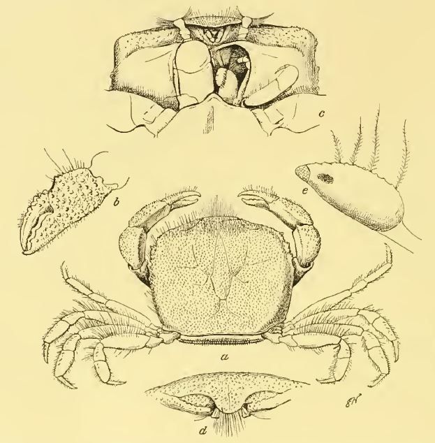 Caecopilumnus hirsutus Borradaile 1902 resmi