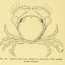 Imagem de Maldivia symbiotica Borradaile 1902