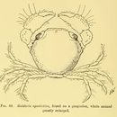 Image de Maldivia symbiotica Borradaile 1902