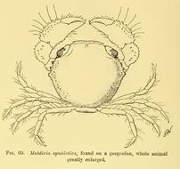 Image of Maldivia symbiotica Borradaile 1902