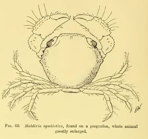 Image of Maldivia symbiotica Borradaile 1902