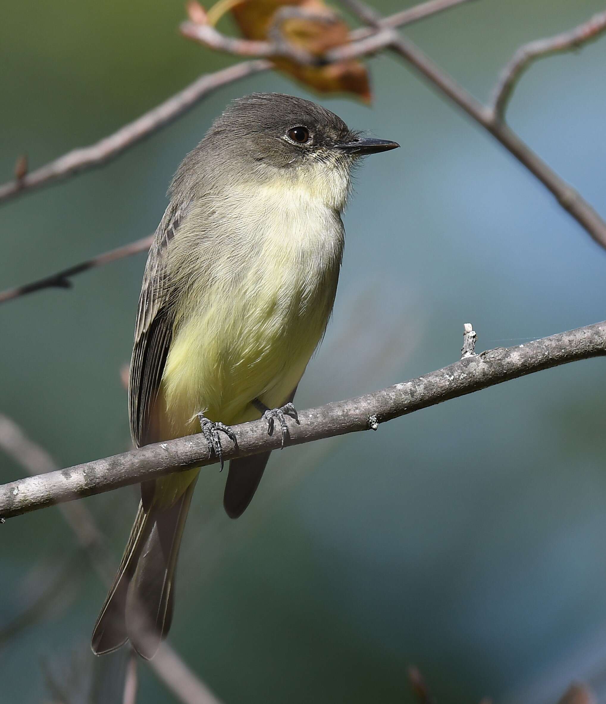 Image of Eastern Phoebe