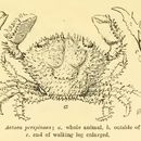 Image of <i>Actaea spinosissima</i>