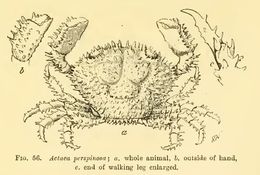 Image of <i>Actaea spinosissima</i>