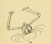 <i>Rhinolambrus turriger</i> (White 1847)的圖片