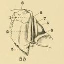 Image of <i>Rhinolambrus turriger</i> (White 1847)