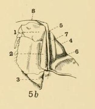 <i>Rhinolambrus turriger</i> (White 1847)的圖片