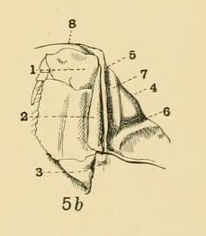 Image of <i>Rhinolambrus turriger</i> (White 1847)