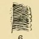 Image of <i>Aulacolambrus diacanthus</i> (De Haan 1837)