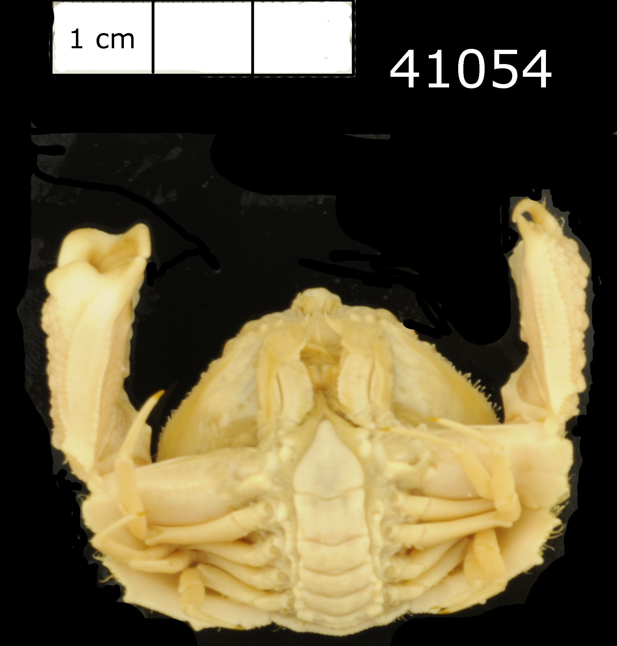 Image of rough box crab