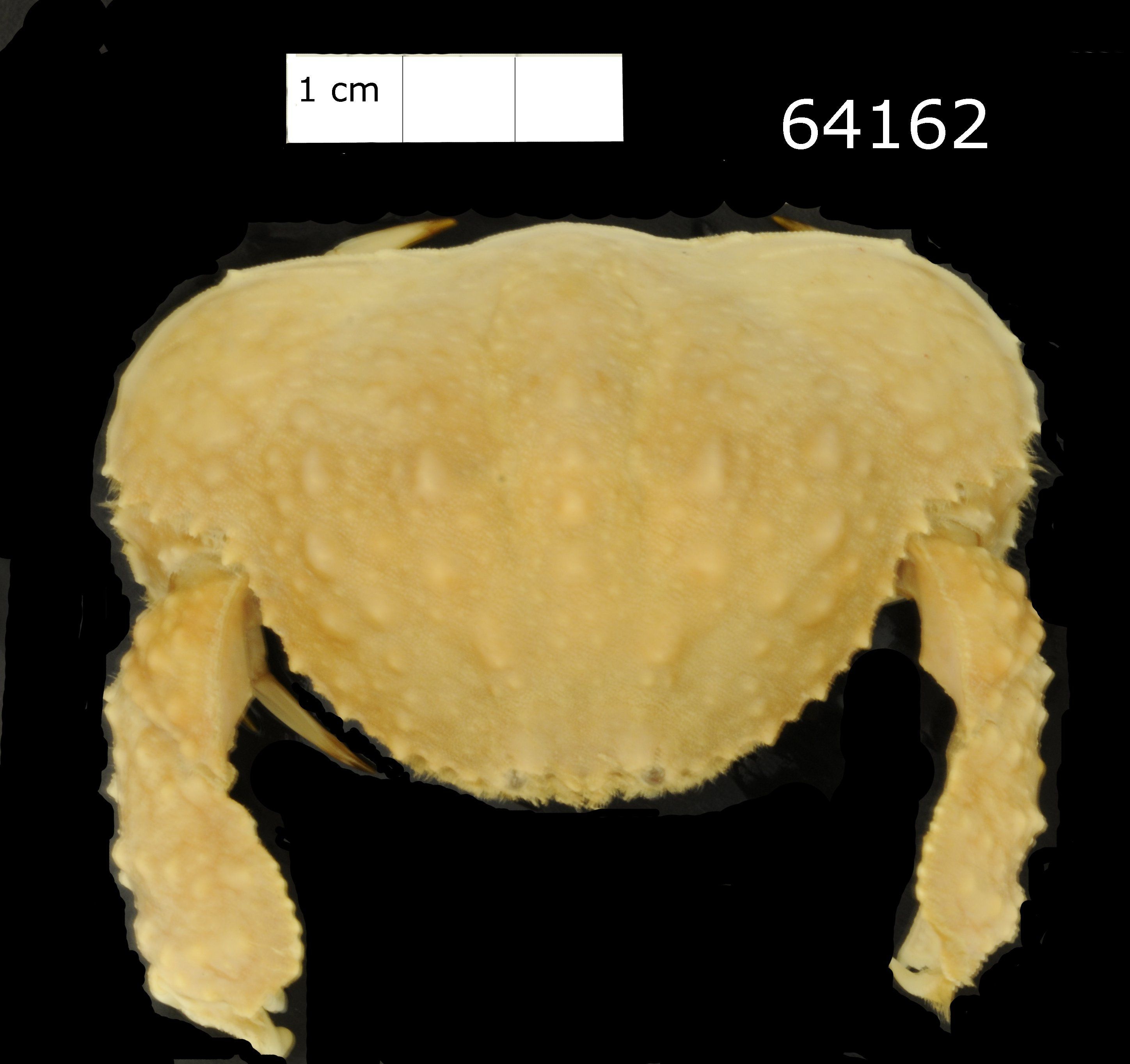 Image of smooth box crab